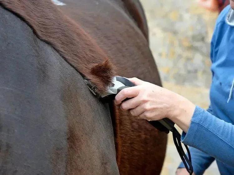 Person using electric clipper to groom horse coat, showcasing sharp blade performance