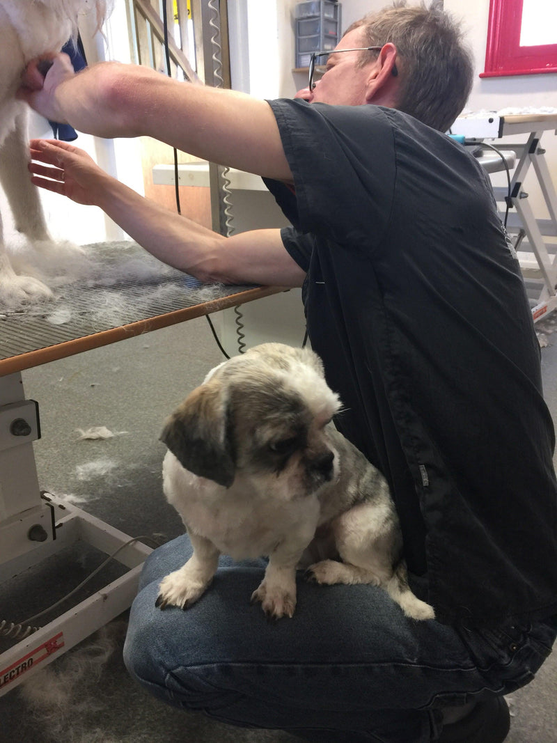 Person on a ladder with a small dog on their lap, inside a building.
