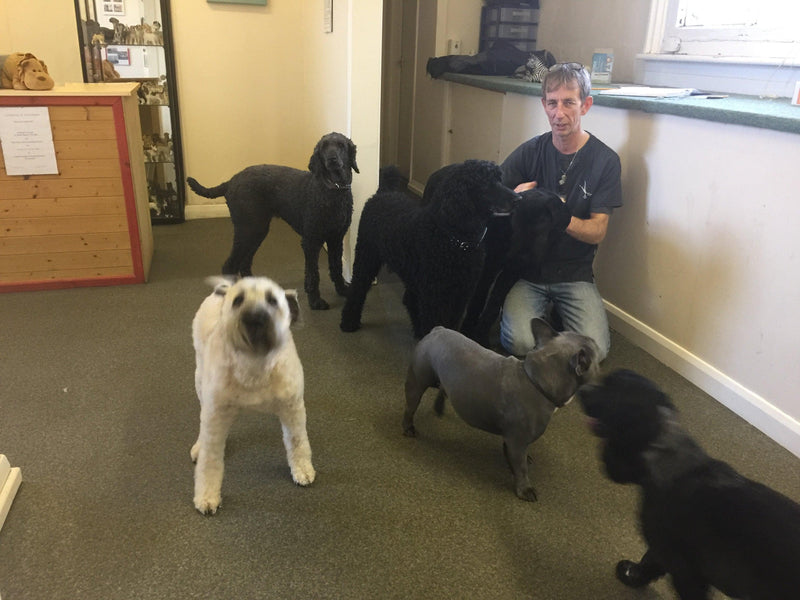 Man interacting with five dogs in a room with a counter and window.