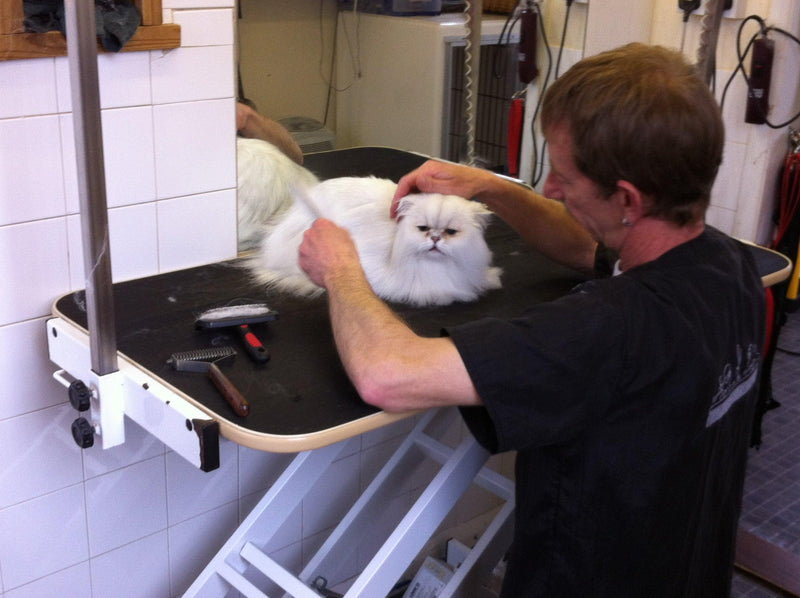 Person grooming a white cat on a raised grooming table in a veterinary clinic.